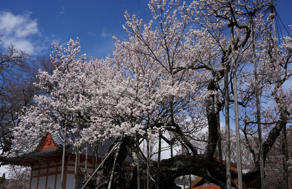 樹齢２０００年の山高神代桜