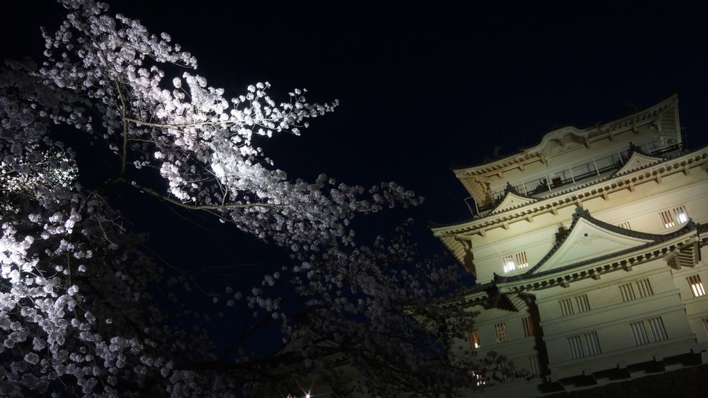 小田原城夜桜