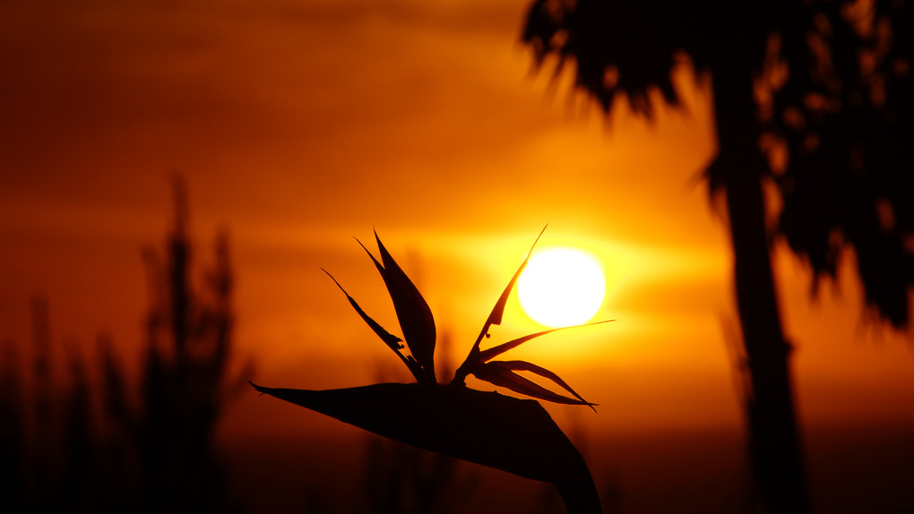 Tropical Sunset