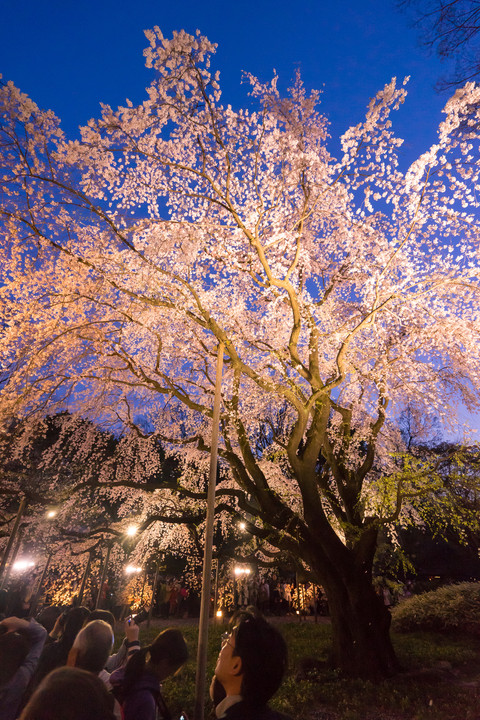 六義園・春