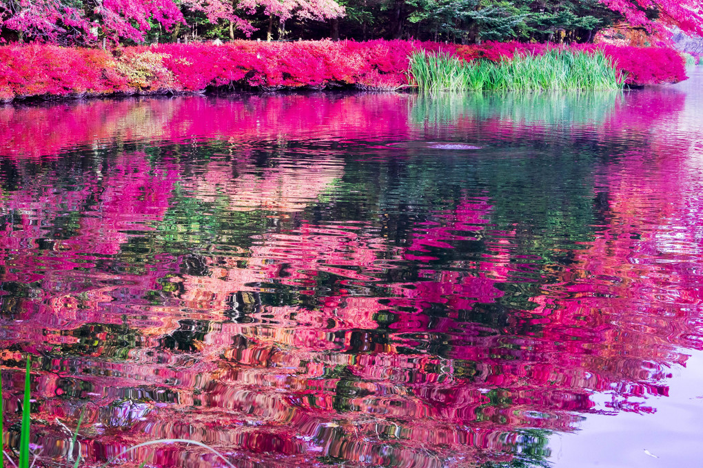 湖面の紅葉