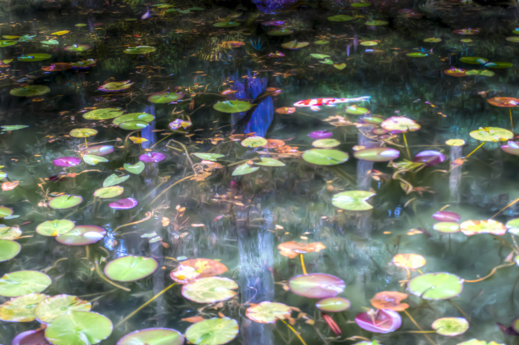 秋景　モネの池