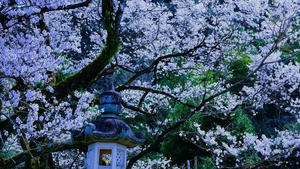 桜。さくら。サクラ。