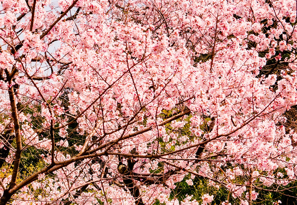 桜。さくら。サクラ。