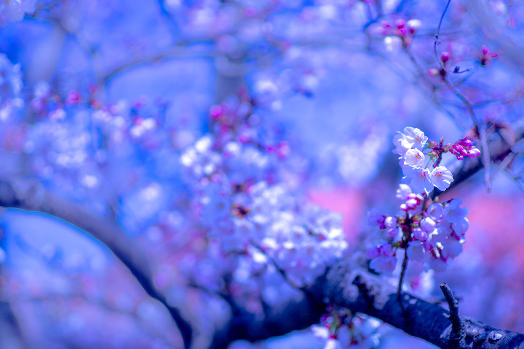 春、春、春、桜風情