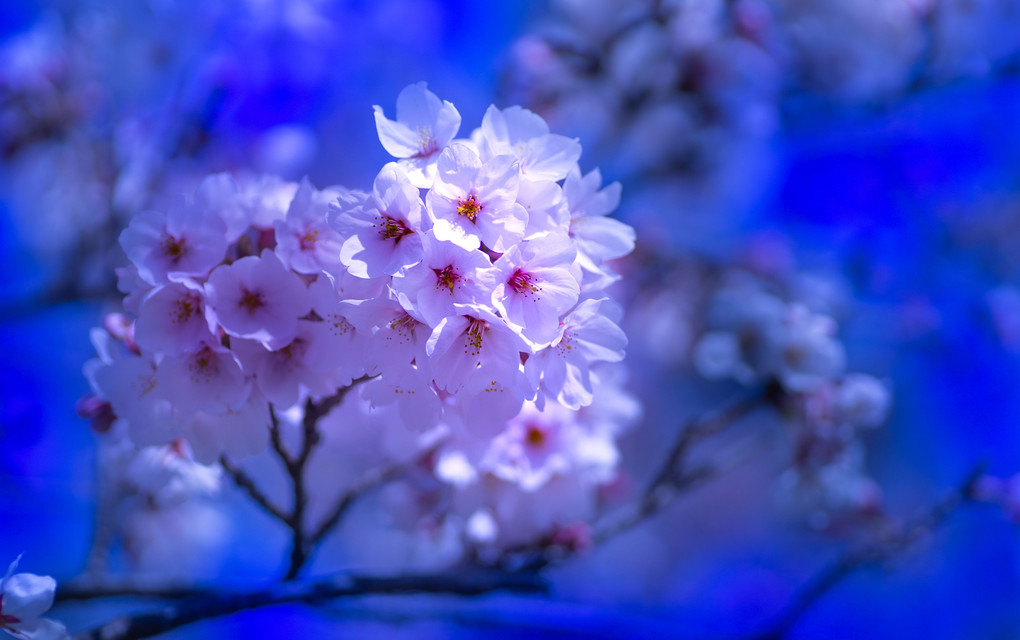 春、春、春、桜風情