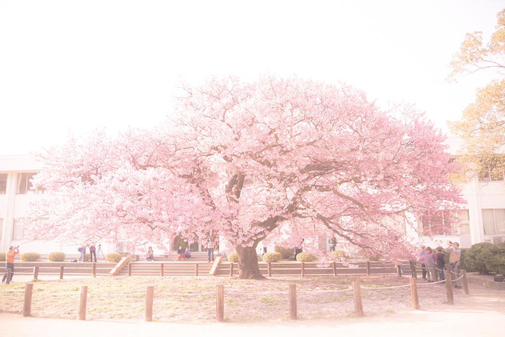 蓬莱桜