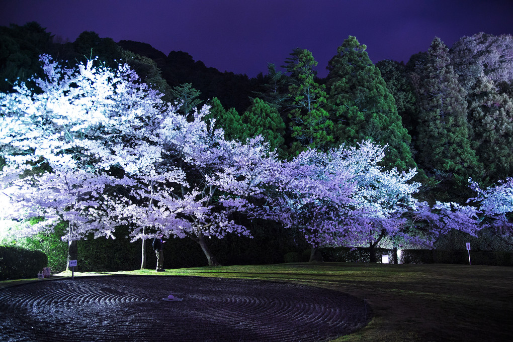 瑠璃光寺の夜桜