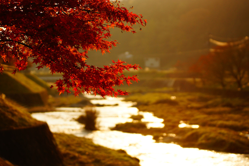 夕陽と紅葉