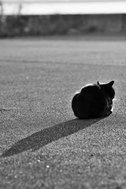 黒猫の影は黒