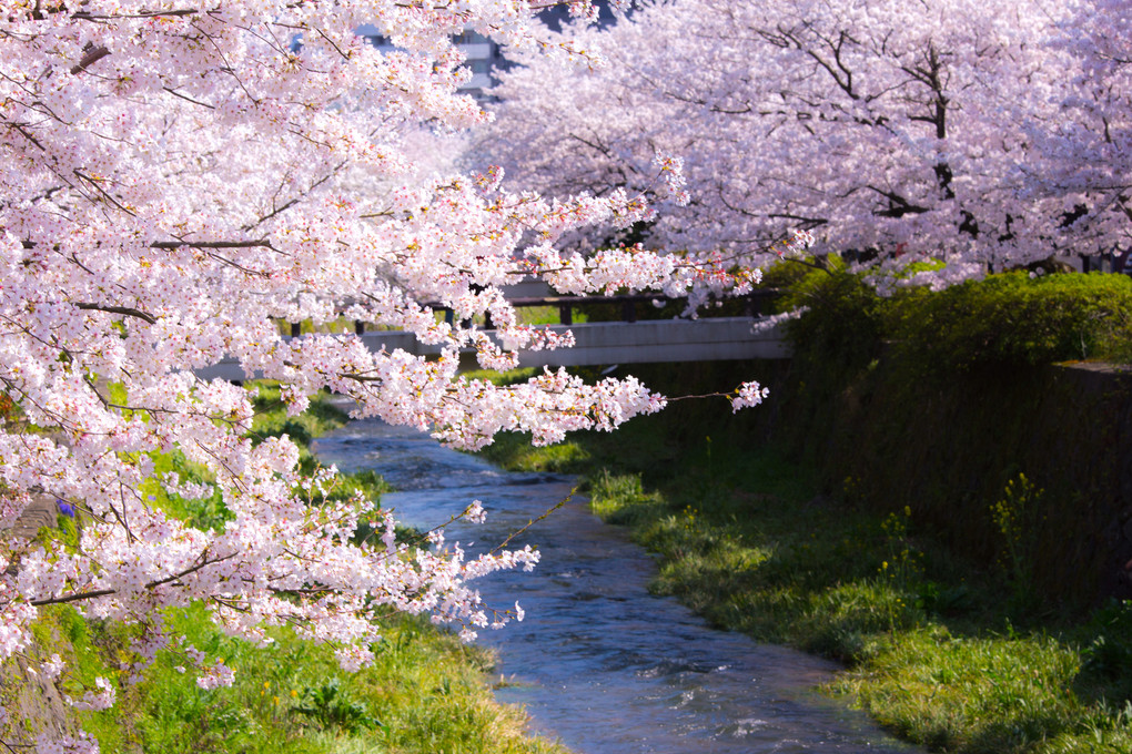 一の坂川の桜