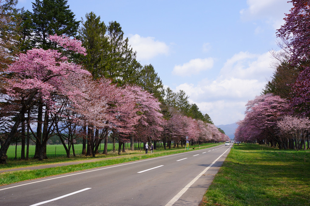 北海道桜