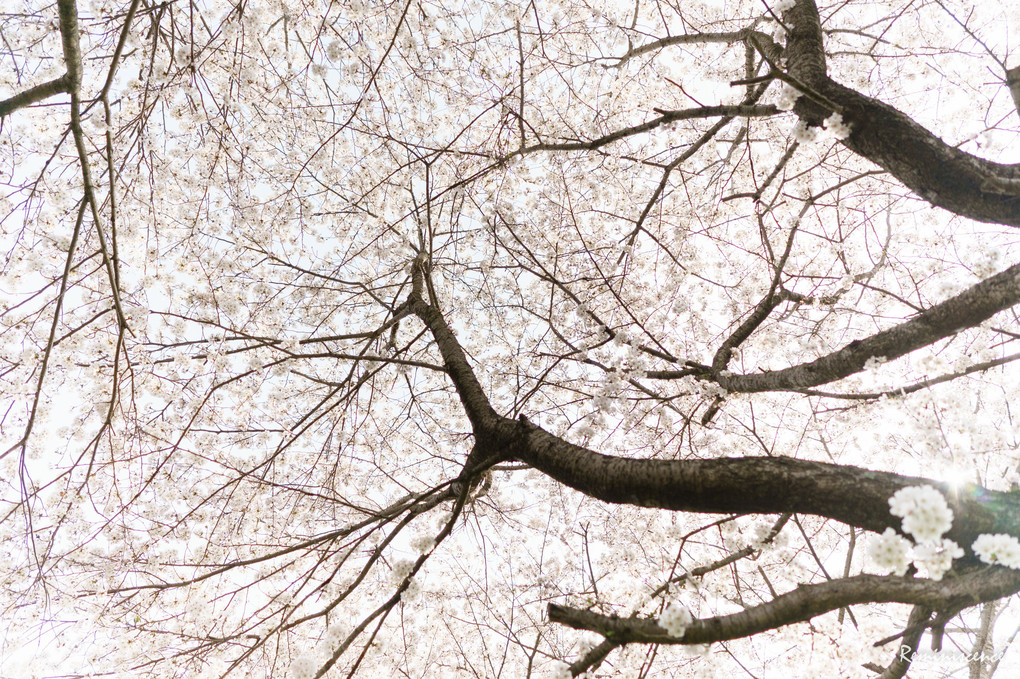 " 桜日和に包まれて "