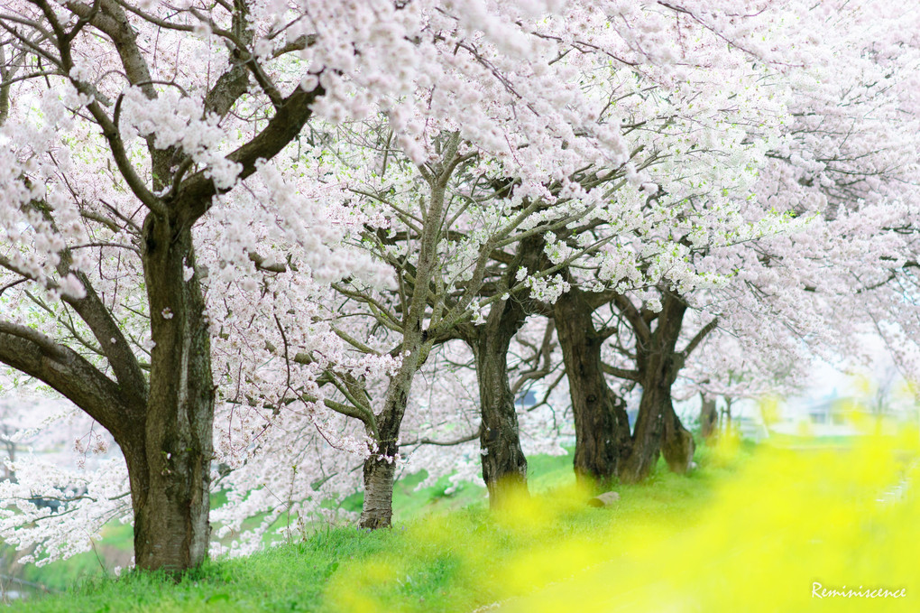 " 花盛り "