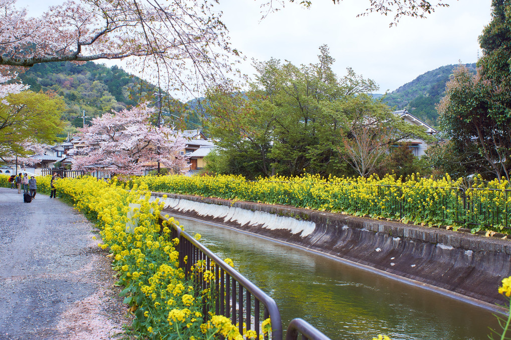 京都 山科疎水の桜