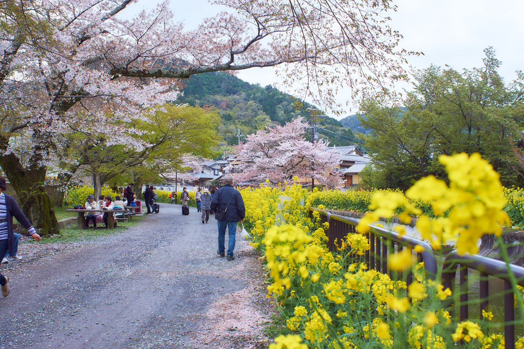 京都 山科疎水の桜