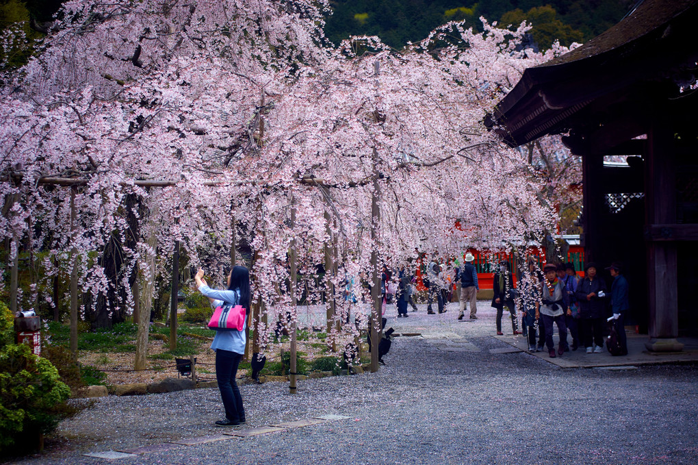 京都 毘沙門堂の桜