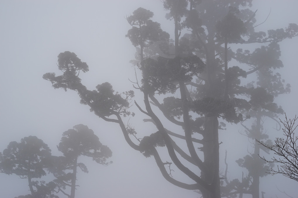 mist tree