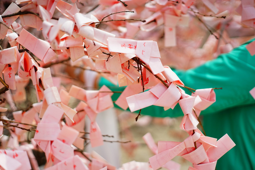 祈りの桜（はな）