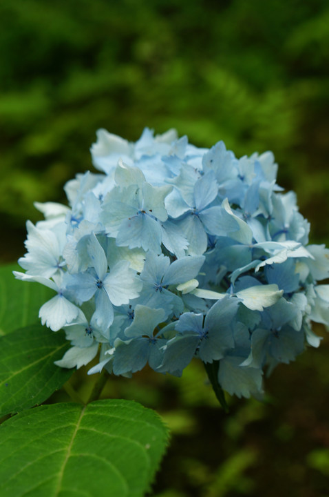 筥崎宮紫陽花園