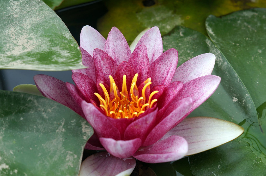 The flower of a lotus 