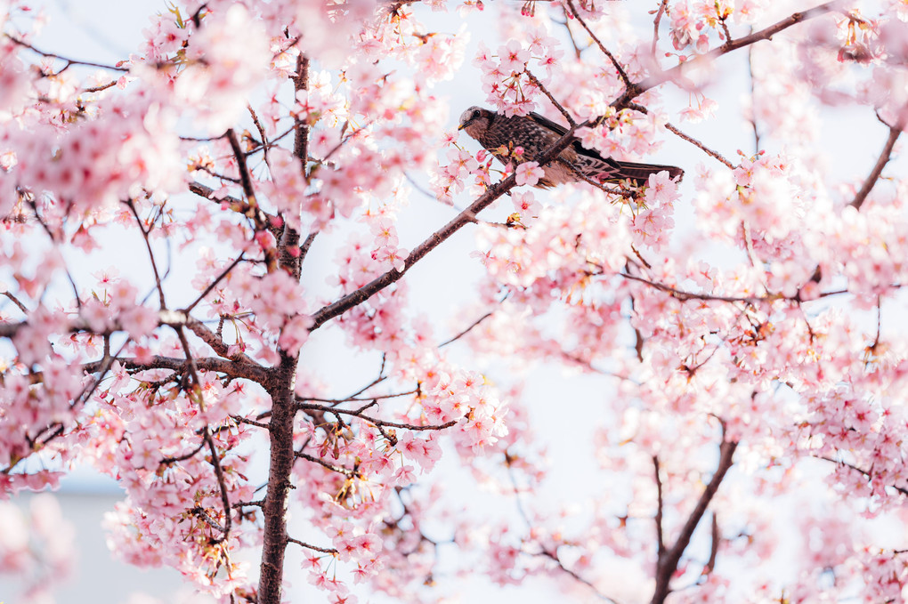 桜の園II