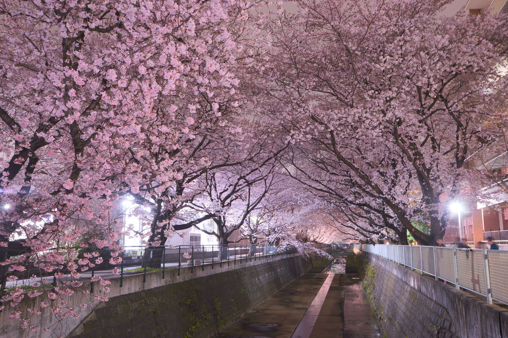 桜咲く夜は儚き世かな