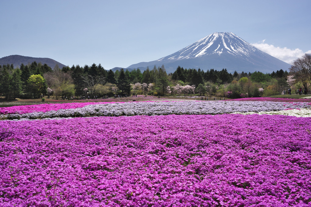 富士山と芝桜