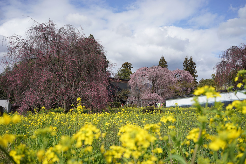 慈雲寺