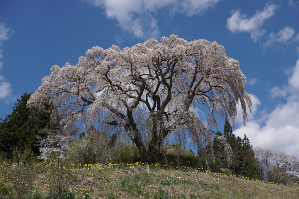 東北の桜