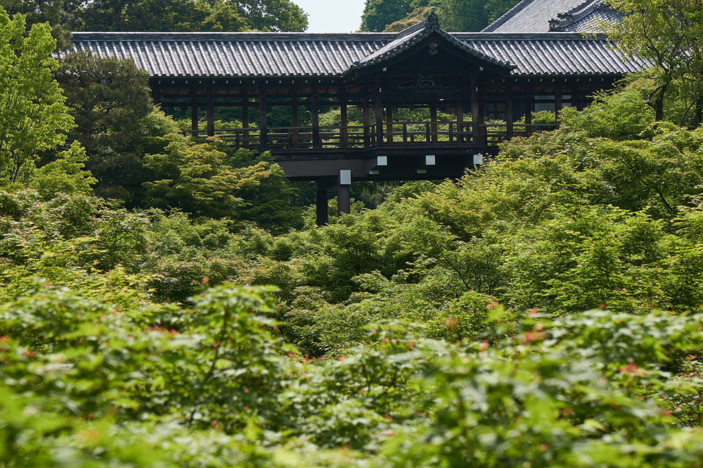 新緑の京都巡り