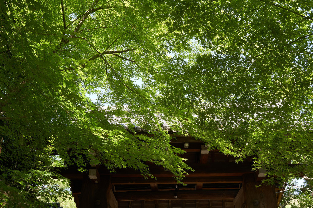 新緑の京都巡り