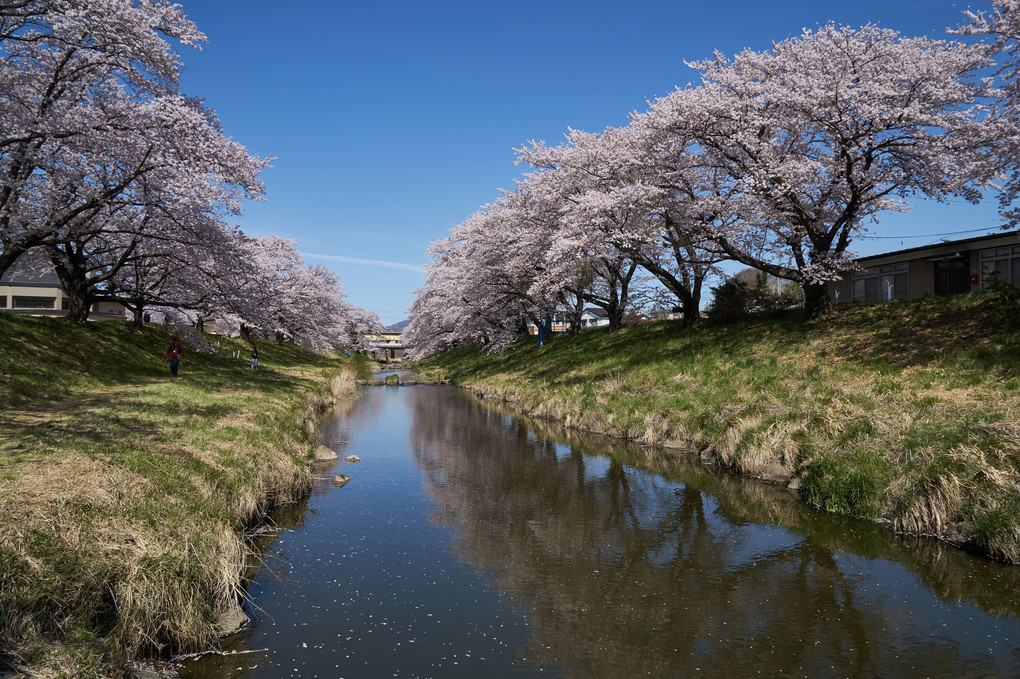 桜咲く福島