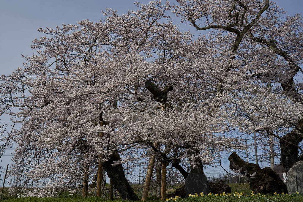 桜咲く福島