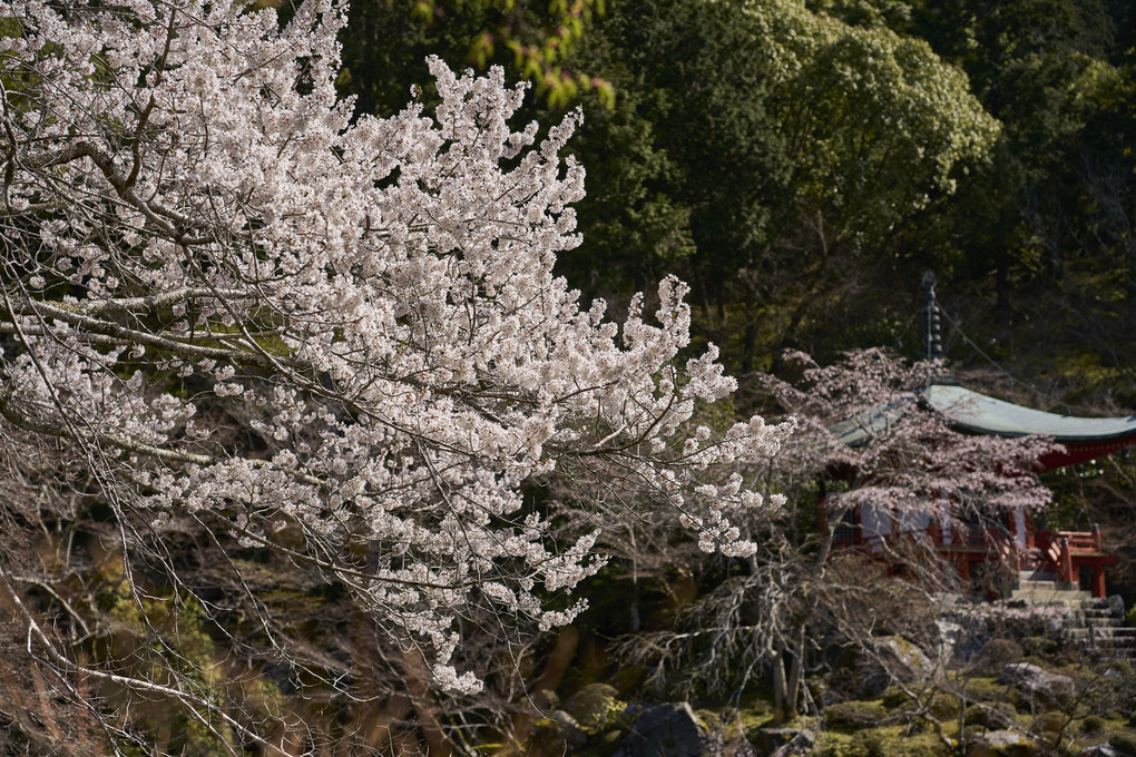 醍醐寺の桜