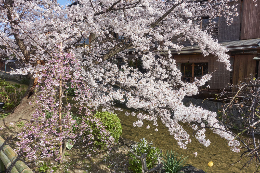 祇園白川の桜