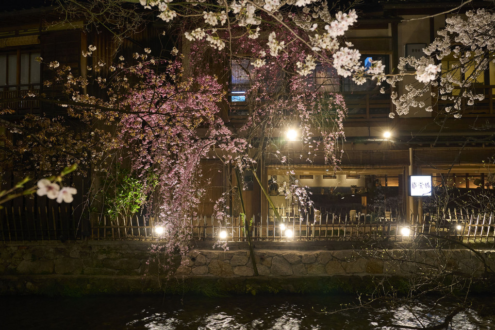 祇園白川の桜