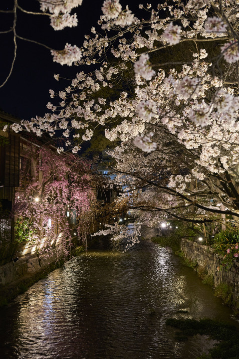 祇園白川の桜