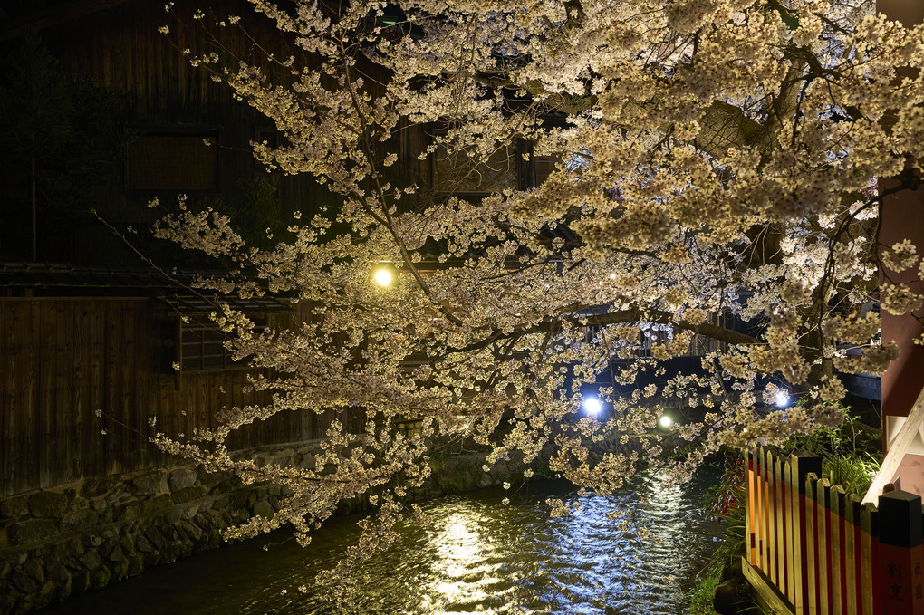 祇園白川の桜