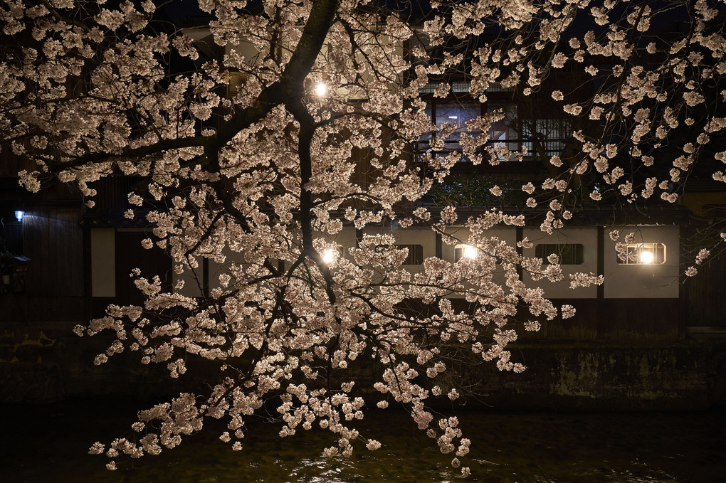 祇園白川の桜