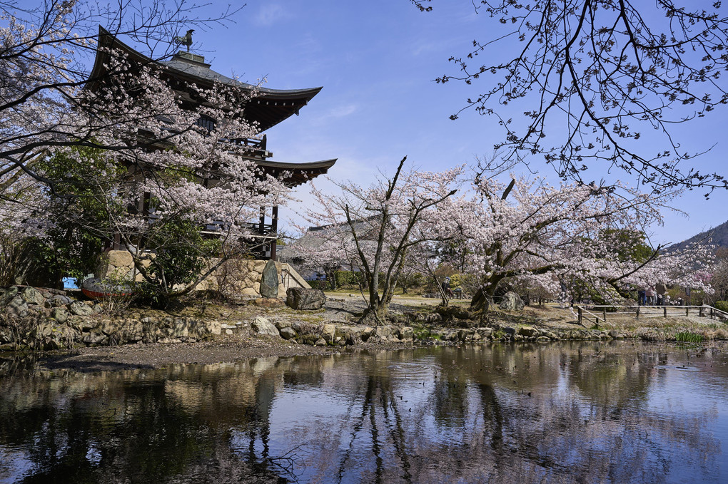 京都さくら巡り