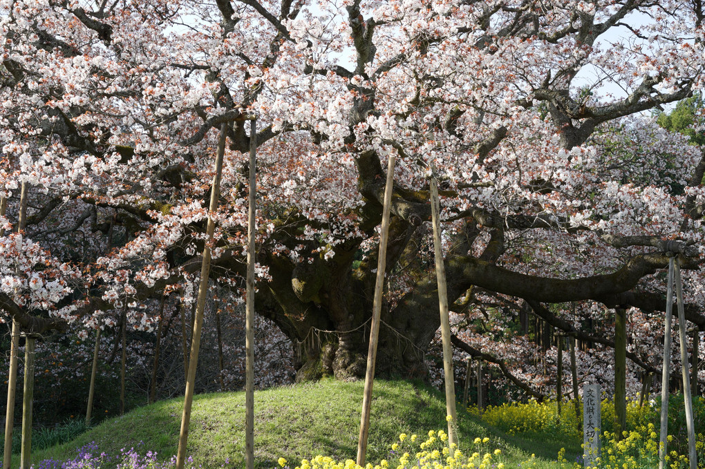 吉高の大桜