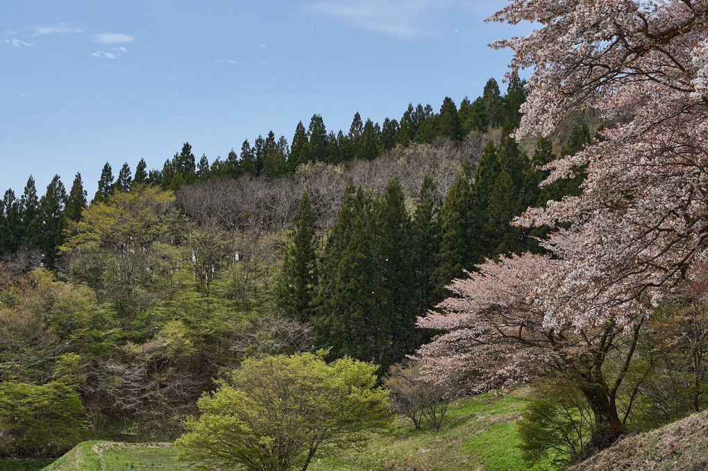 福島の桜