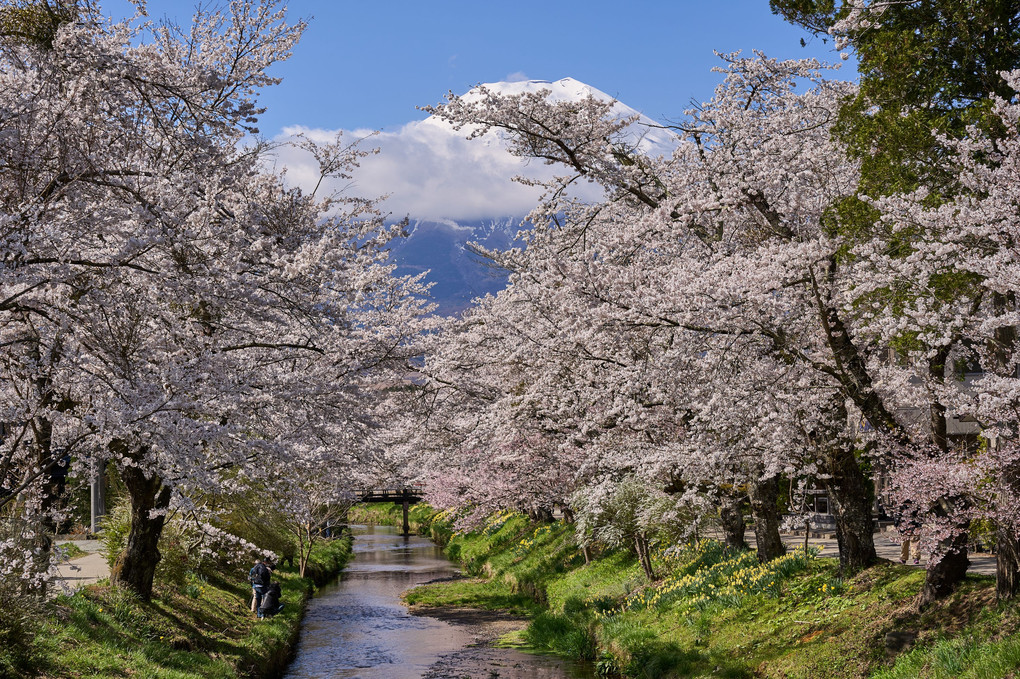 富士と桜