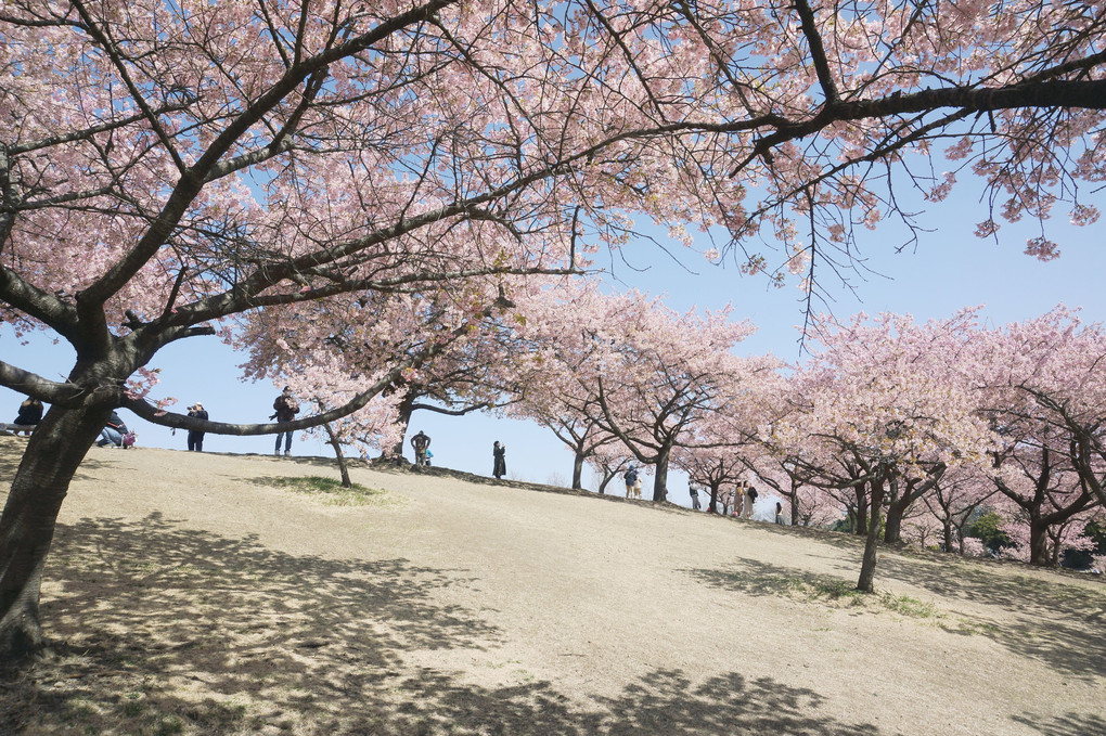 河津桜の丘