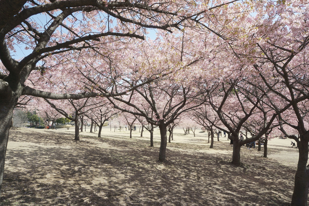 河津桜の丘