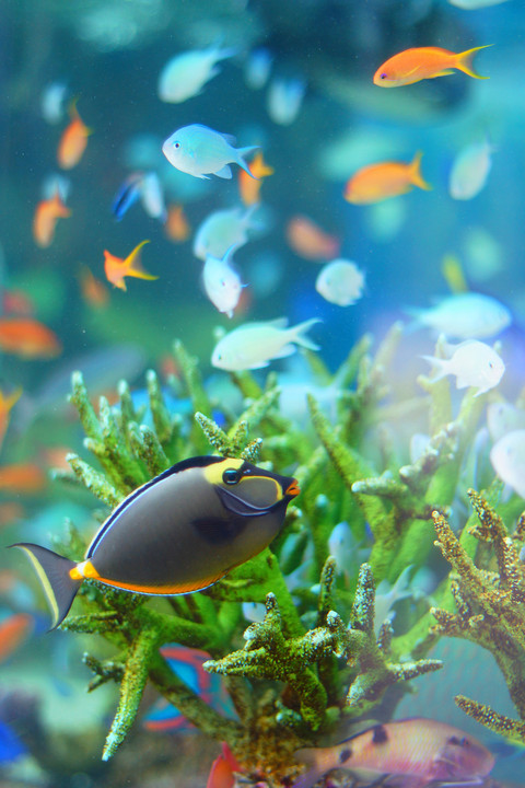 Sony Aquarium　　～美ら海の魚たち～