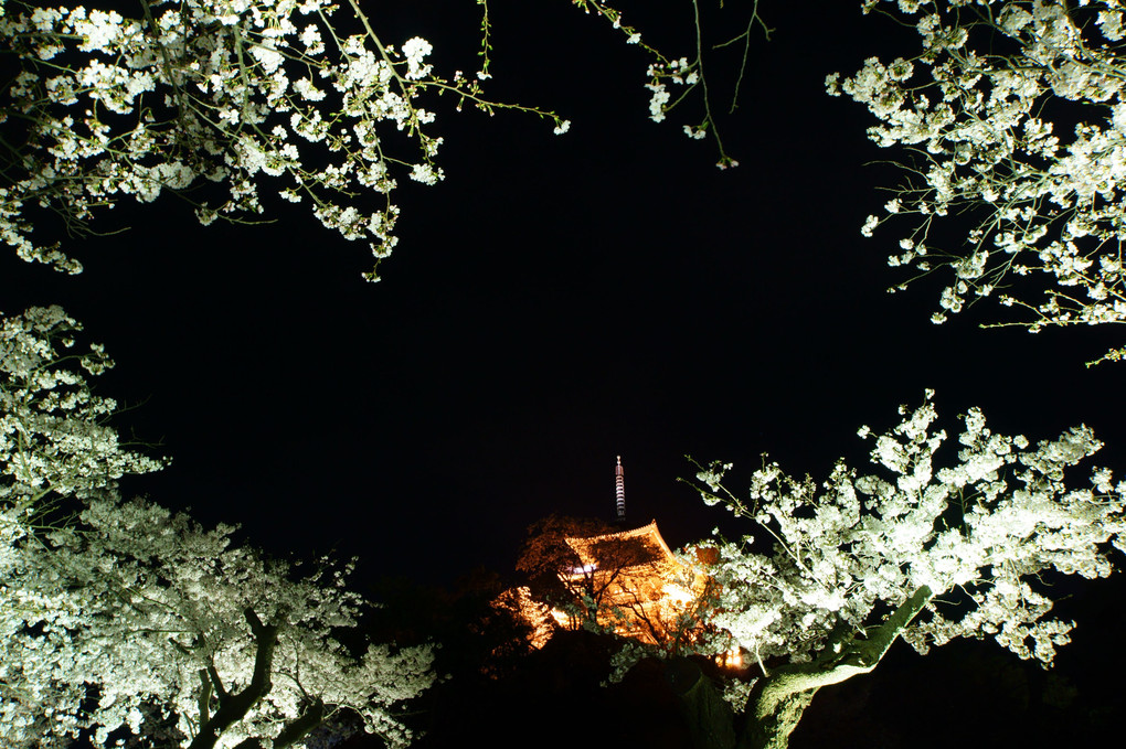 夜桜見物　２
