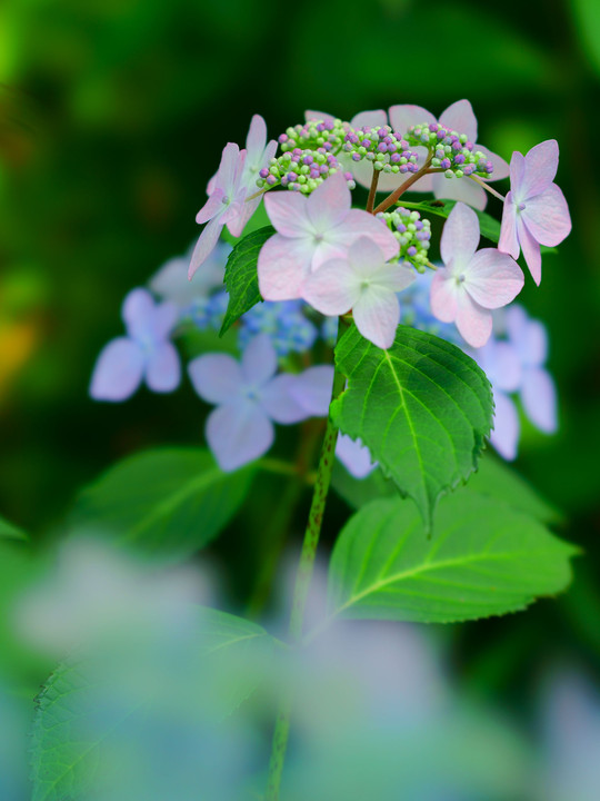 夏の花　紫陽花