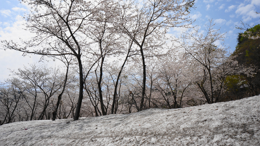 残雪サクラ